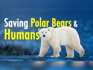Bear-spotting radar tracks polar bears migrating to the Arctic sea ice