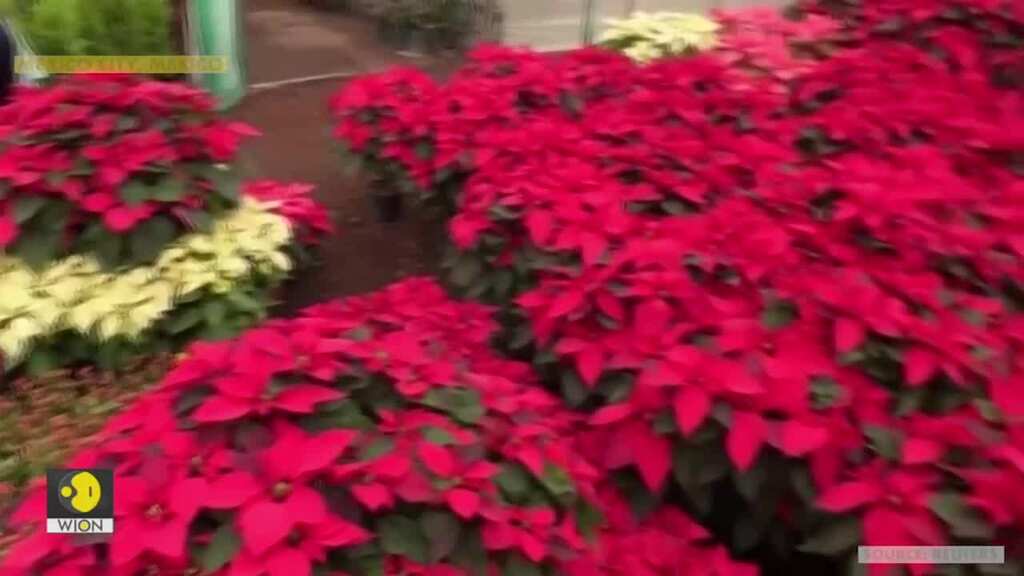 It's beginning to look like Christmas: Poinsettias bloom in Mexico