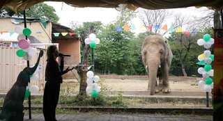 How Russia, India worked together for world's 'loneliest' elephant to reach new home
