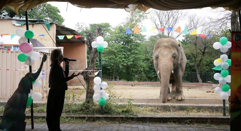 Singer Cher says Kaavan will live life as an elephant, not a prisoner