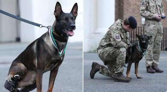 British military dog gets 'Victoria Cross' for charging al-Qaeda gunman in Afghanistan