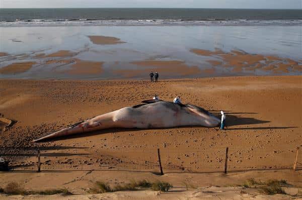 US Navy Sonar may be causing whale beachings in Pacific: Study US Navy Sonar may be causing whale beachings in Pacific: Study