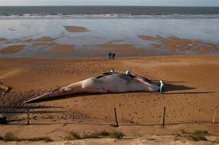 Nearly 100 whales die after mass stranding in New Zealand