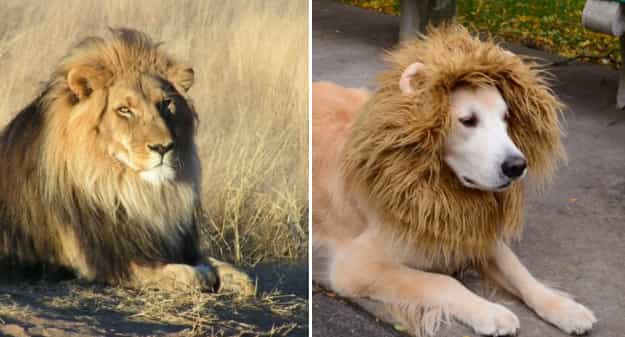 Twitter has got desi competition in Tooter. And it's brimming with memes