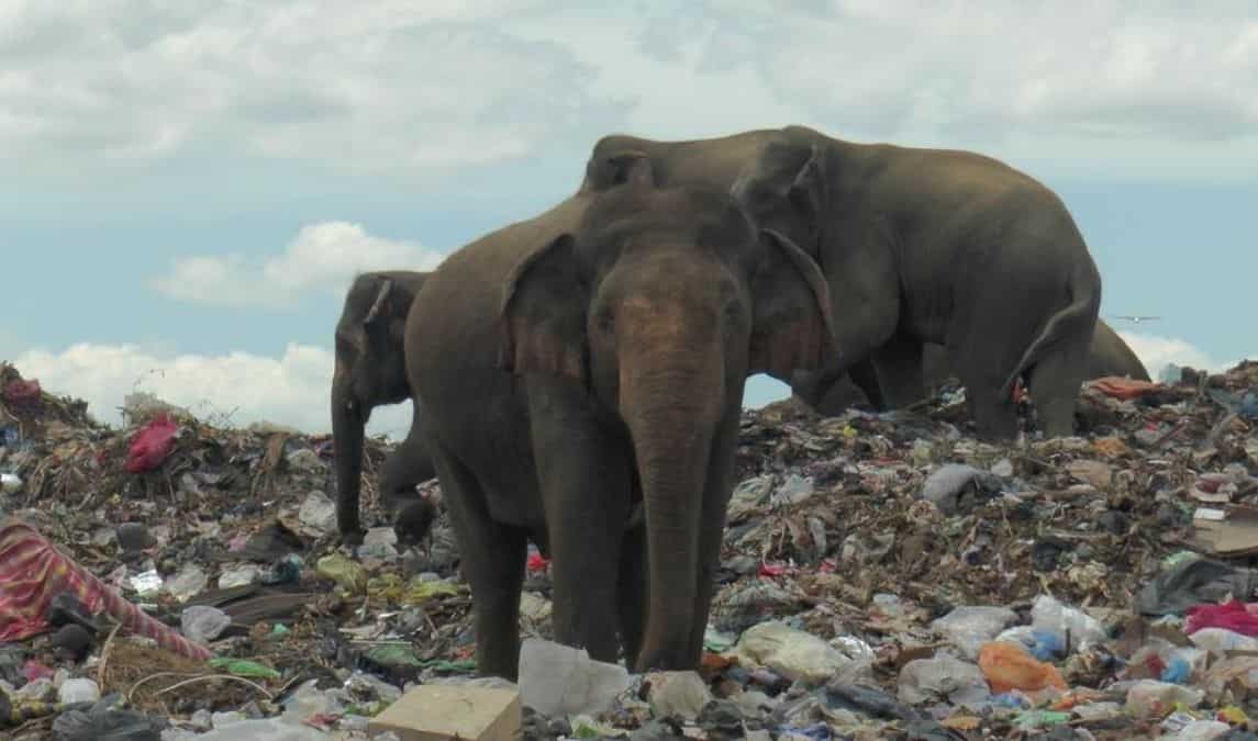 Sri Lanka digs moat around landfill to keep out hungry elephants Sri Lanka digs moat around landfill to keep out hungry elephants