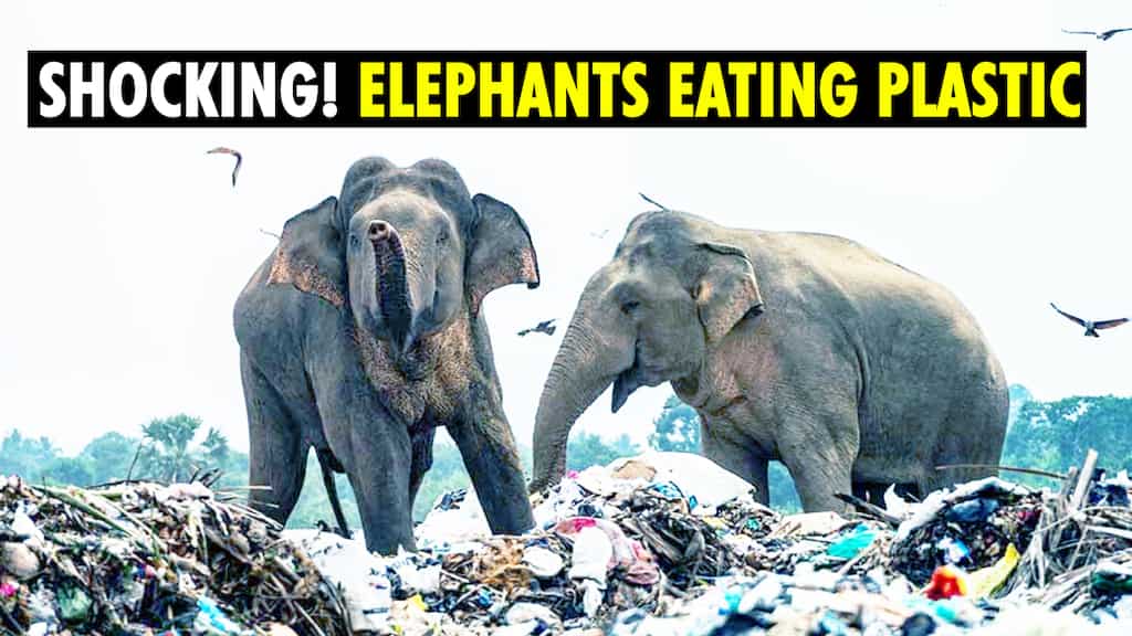 Drone footage shows hungry elephants looking for food in Sri Lanka landfill