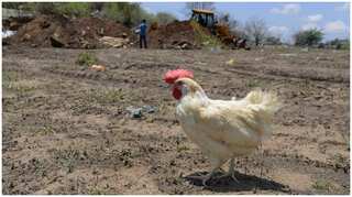 Bird Flu triggers worries of another pandemic