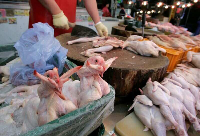 Bird flu outbreak in Japan worsens, over 2 million chickens culled Bird flu outbreak in Japan worsens, over 2 million chickens culled