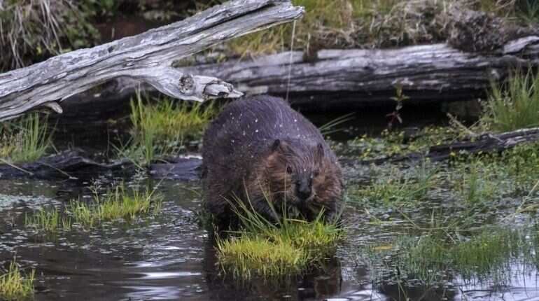 'Ecosystem engineers': Beavers create first dam in Exmoor, England in over 400 years! 'Ecosystem engineers': Beavers create first dam in Exmoor, England in over 400 years!