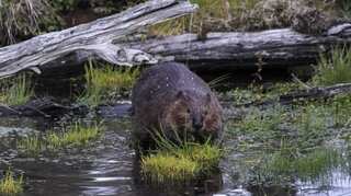 'Ecosystem engineers': Beavers create first dam in Exmoor, England in over 400 years!