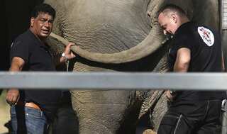 'World's loneliest elephant' Kaavan lands in Cambodia, receives warm welcome by Cher