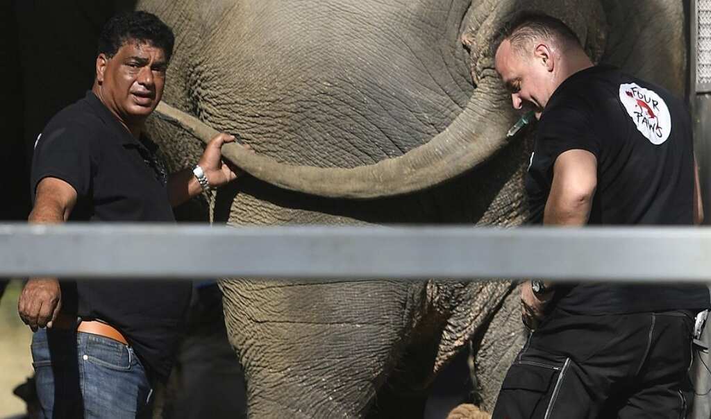 'World's loneliest elephant' Kaavan lands in Cambodia, receives warm welcome by Cher