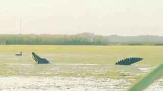Clip of dinosaur-size alligator stealing ducks from hunters in Florida goes viral