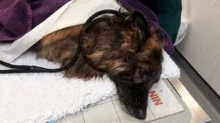 UK: Dog rescued after owner ties her to rock and dumps into river