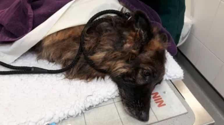 UK: Dog rescued after owner ties her to rock and dumps into river