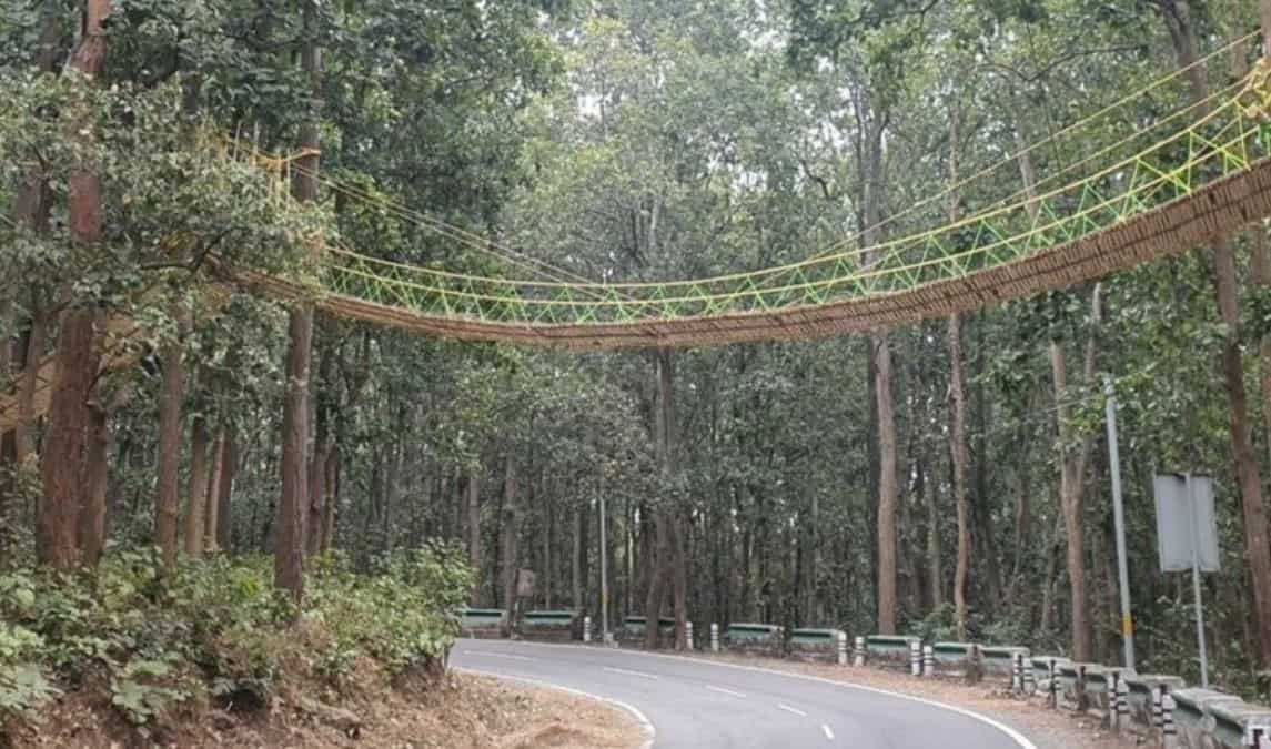 Eco Bridge: Uttarakhand builds bridge to help reptiles cross road Eco Bridge: Uttarakhand builds bridge to help reptiles cross road
