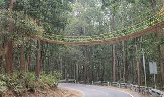 Eco Bridge: Uttarakhand builds bridge to help reptiles cross road