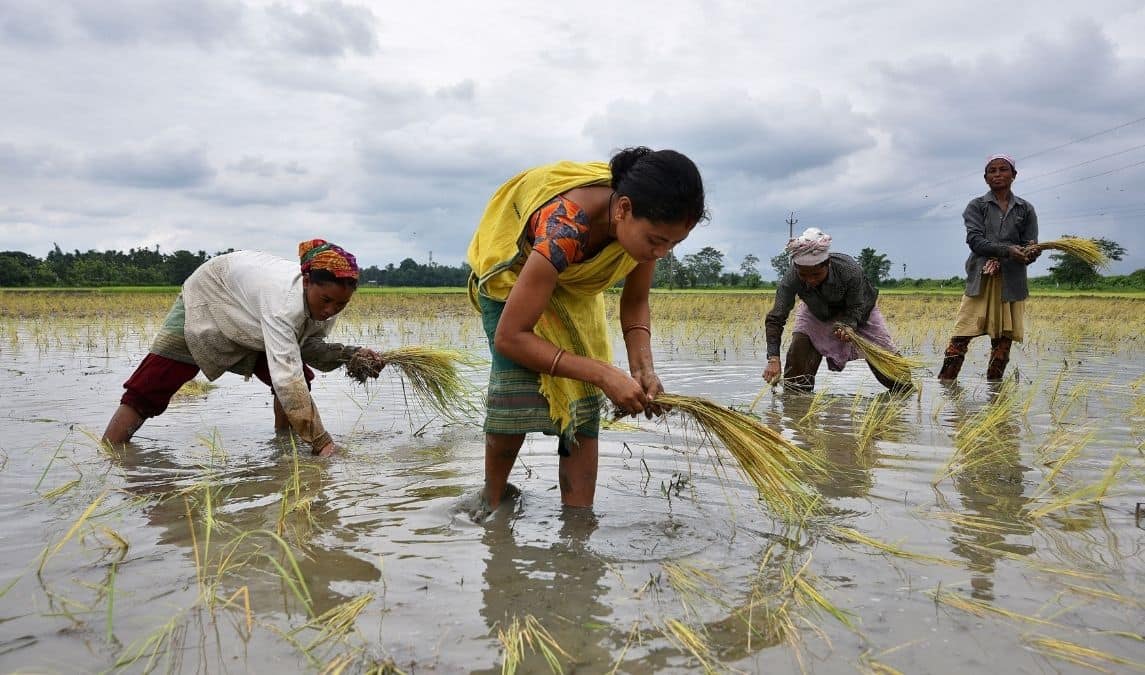 China buys Indian rice for first time in decades as supplies tighten