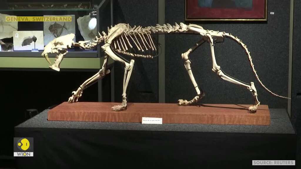 Skeleton of U.S. sabre-toothed tiger to be auctioned in Switzerland 
