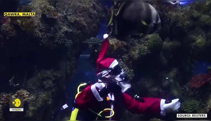 Deep dive Santa: Father Christmas plunges into aquarium to feed all the well-behaved fish