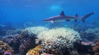 The Great Barrier Reef doomed as up to 99% of coral at risk, report finds