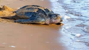 Nest of a huge, endangered sea turtle found in Ecuador Nest of a huge, endangered sea turtle found in Ecuador