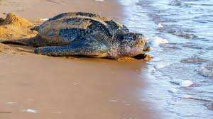 Nest of a huge, endangered sea turtle found in Ecuador