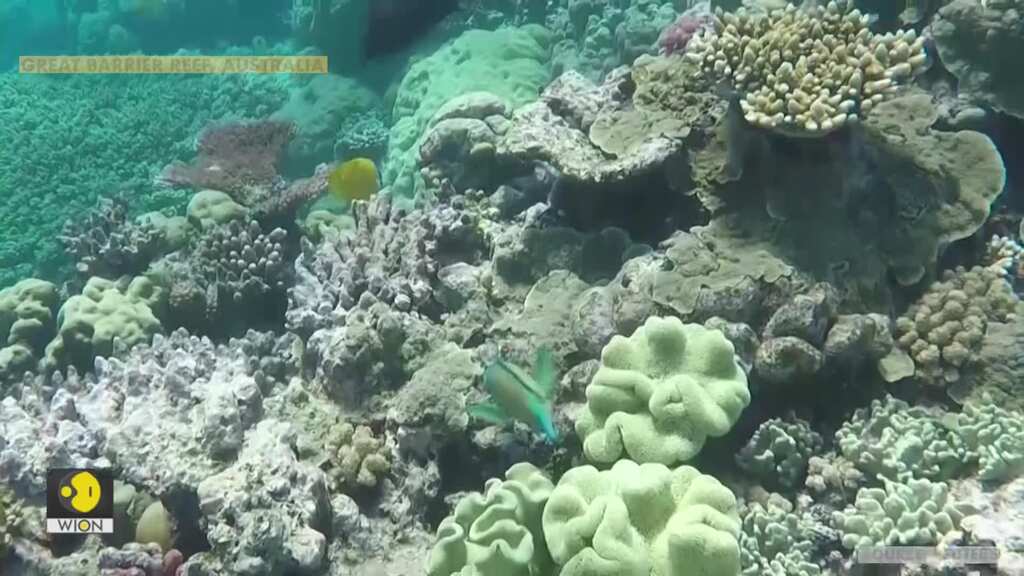 Australia's Great Barrier Reef outlook worsens, environmentalists blame government