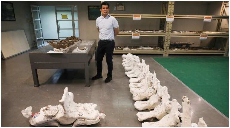 Thai researchers excavate rare whale skeleton