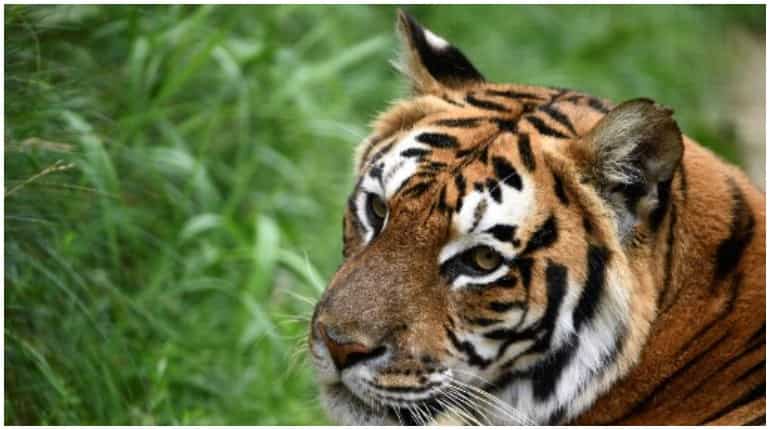 Man arrested after his Bengal tiger seen roaming freely in US neighbourhood