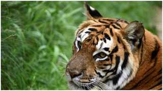 Police: Missing Texas tiger has been found safe, healthy 