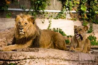 Coughs and lethargy: Lions, tigers at Washington zoo catch COVID-19