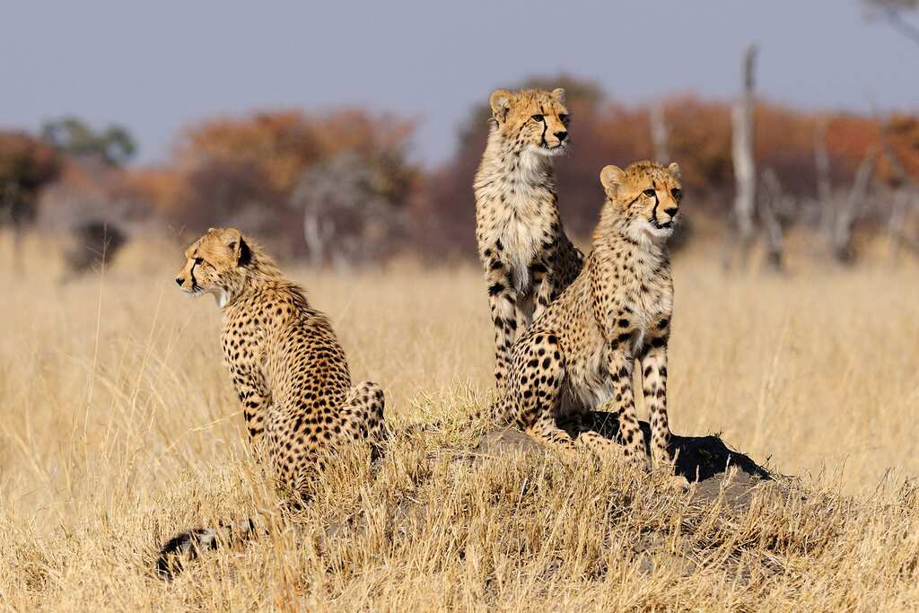 Researchers help protect calves from Cheetahs in Africa