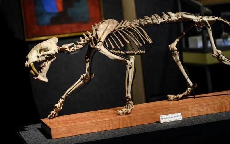 'Sabre-toothed tiger' skeleton sells for $70,000 'Sabre-toothed tiger' skeleton sells for $70,000