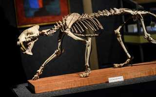 'Sabre-toothed tiger' skeleton sells for $70,000