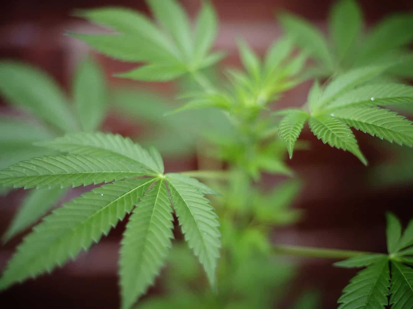 Thailand becomes first Asian country to move to decriminalise marijuana