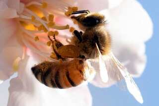 Honey bees use animal poop to ward off giant hornet attacks