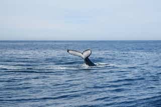 Scientists have found new species of beaked whale off coast of Mexico