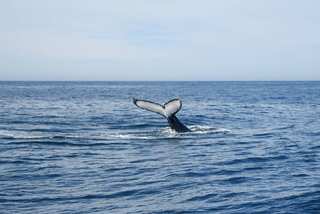 Scientists have found new species of beaked whale off coast of Mexico