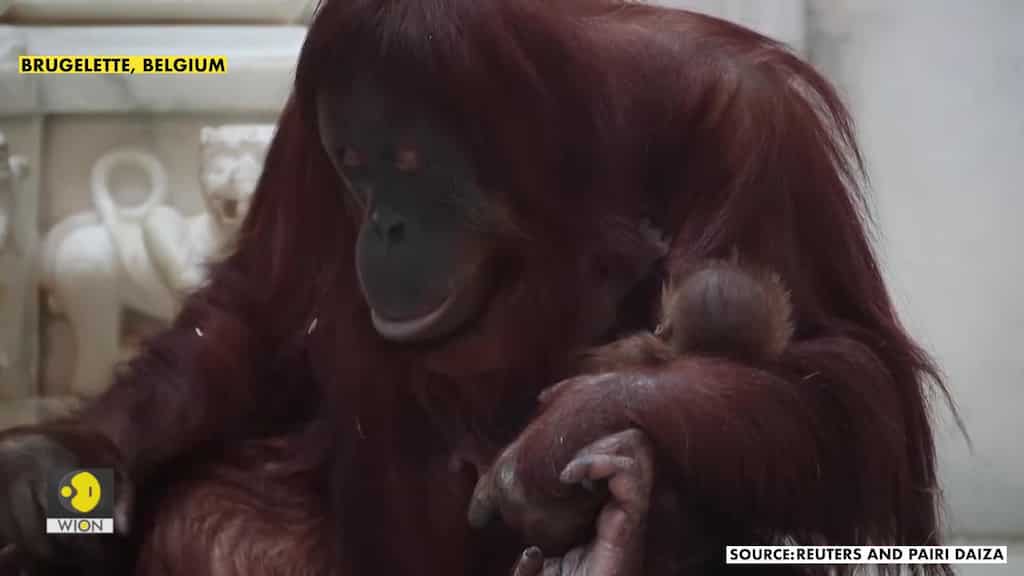 Belgian wildlife park welcomes baby orangutan
