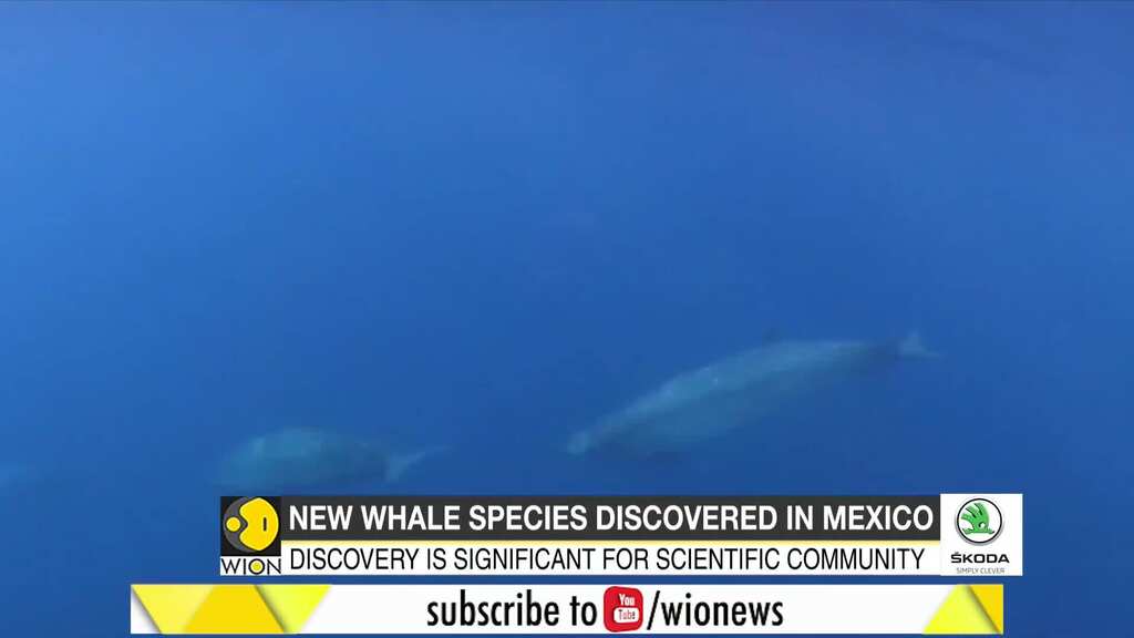 Researchers think they spotted new whale species off Mexico
