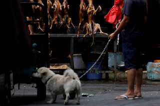Dogs and their owners share same diabetes risk, study says
