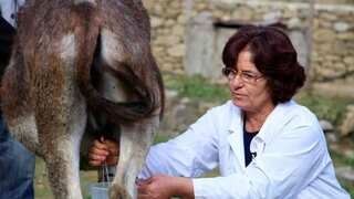 Udderly healthy: Donkey milk a hit in Albania