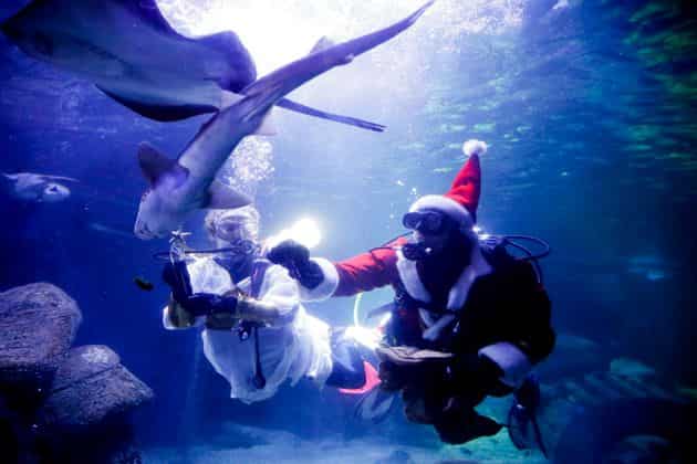 Santa Claus feeding the fishes in city aquarium in Rio de Janeiro