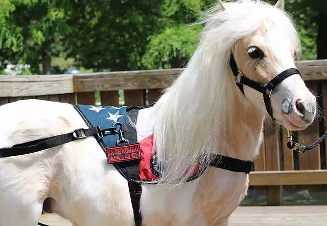 Russia: COVID-19 front-line helpers get some equine love