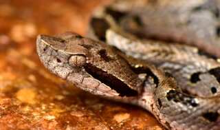 Study shows Brazilian viper venom may become tool in fight against COVID-19