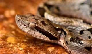 20 new species discovered in Zongo Valley of Bolivia