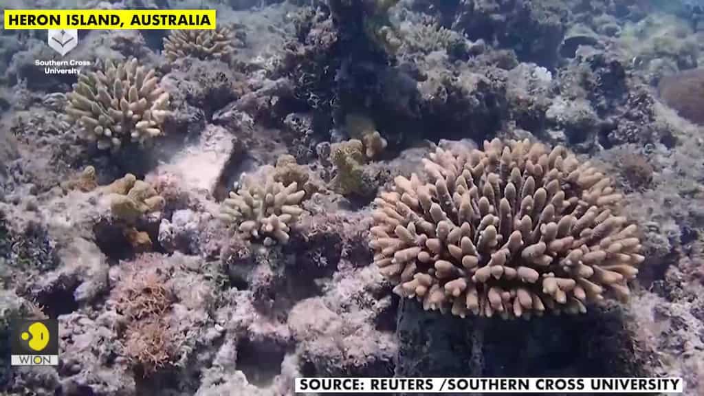 'Coral IVF' trial on Great Barrier Reef a blossoming success, Australian researchers say