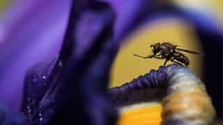 Fruit flies get 'hangry' too, even become 'desperado': Study