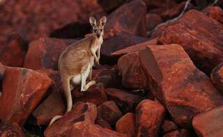 ‘A social species’: How kangaroos communicate with people
